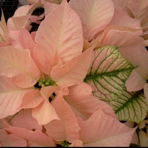 Now's Your Chance!! Flash Sale thru Dec 16th - Picture 3 of 5